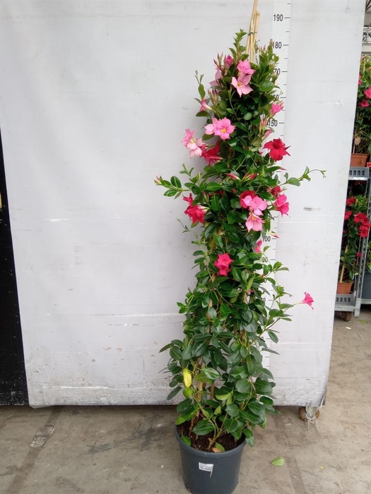 <h4>Mandevilla   ...</h4>