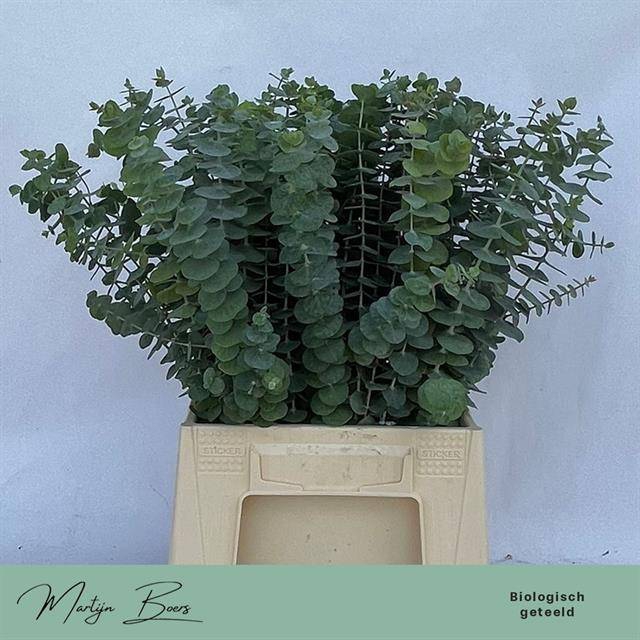 <h4>Euc. Baby Blue (Per stem)</h4>