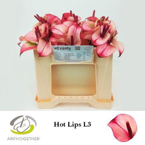 <h4>ANTH PR AMA HOT LIPS 60 L3.</h4>