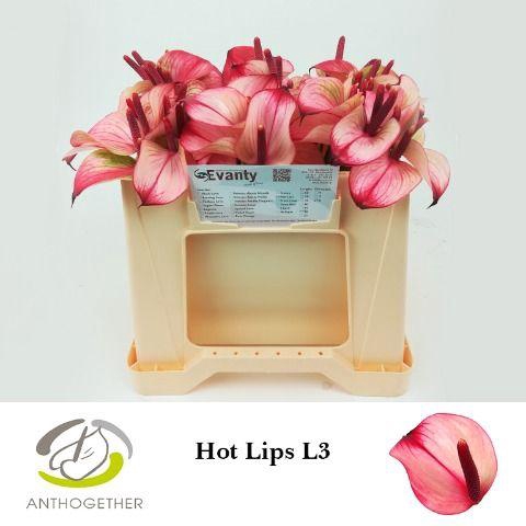 <h4>Anthurium Princess Amalia Hot lips</h4>