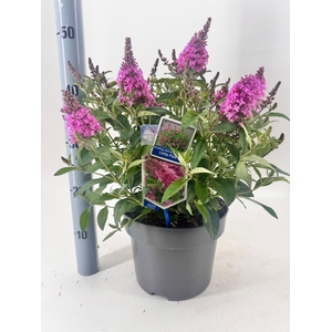 BUDD BFC LITTLE PINK