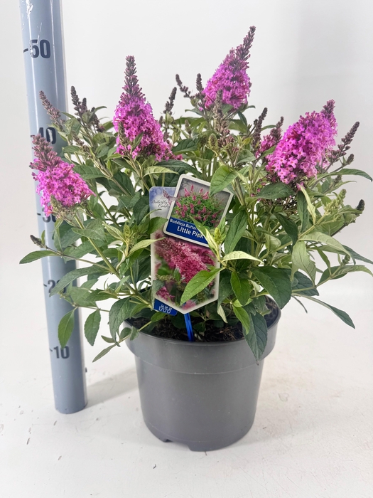 <h4>BUDD BFC LITTLE PINK</h4>