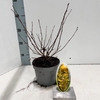 Physocarpus opulifolius Darts Gol