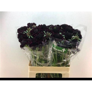 Scabiosa Blackberry Scoop Rozelman Ziv