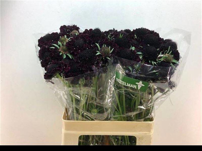 <h4>Scabiosa Blackberry Scoop Rozelman Ziv</h4>