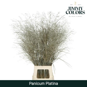 Siergras L90 Mtlc. Platina