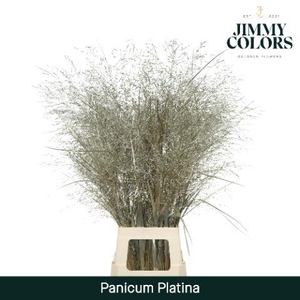 Siergras L90 Mtlc. platina