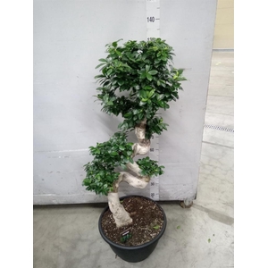 Ficus microcarpa 'Ginseng'