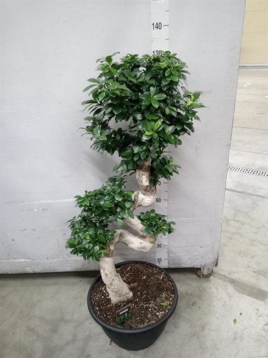 <h4>Ficus microcarpa 'Ginseng'</h4>