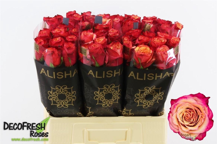 <h4>R Gr Bogart-bb</h4>