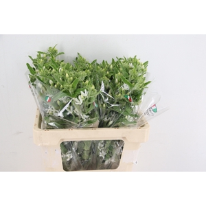 OXYPETALUM WHITE