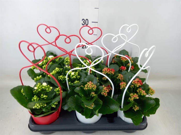 <h4>Arr.    Planten  L%</h4>