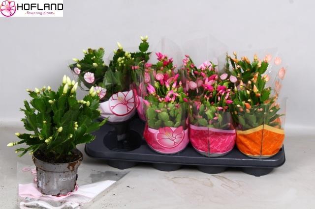 <h4>SCHLUMB GEM 3 KL</h4>