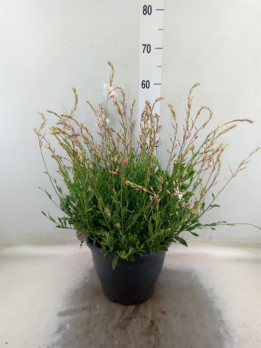 <h4>Gaura lindheimeri 'Geyser White'</h4>