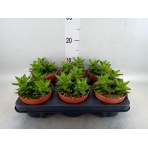 Aloe squarrosa