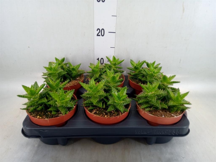 <h4>Aloe squarrosa</h4>