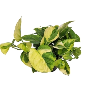 EPIPR OV