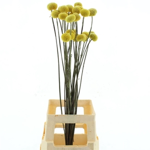 Dried Craspedia Paintball X X L