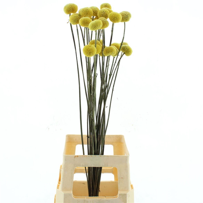 Dried Craspedia Paintball X X L