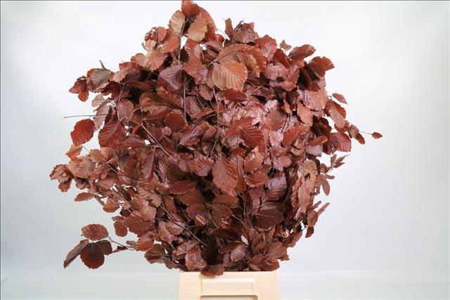 Faggio Preserved Bordeaux (beech,beuk)