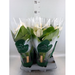 Anthurium andr. 'Samora'