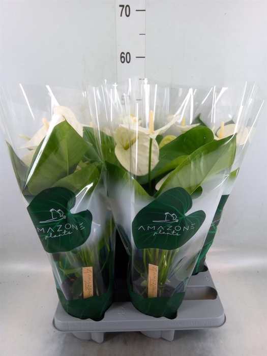 <h4>Anthurium andr. 'Samora'</h4>