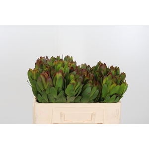 Leucadendron Saf Goldstrik