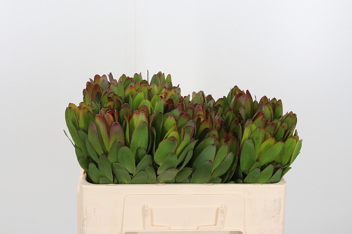 <h4>Leucadendron Saf Goldstrik</h4>
