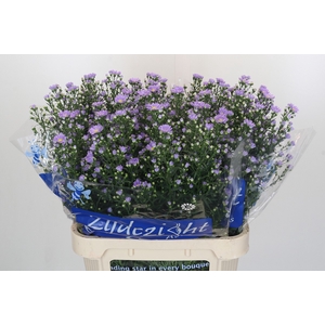 Aster Cassandra