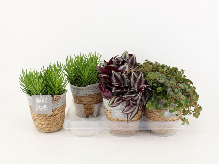 <h4>Ov Kamerplanten Gemengd Basket</h4>