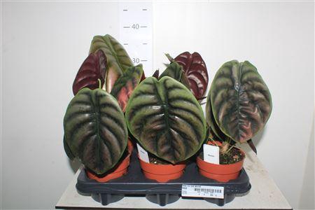 <h4>Aloc Cu Red Secret</h4>