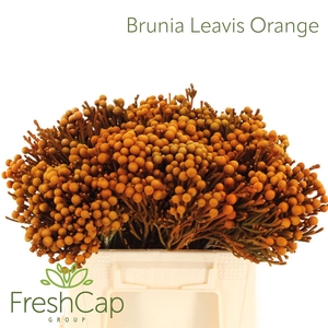 Brunia Leavis Orange