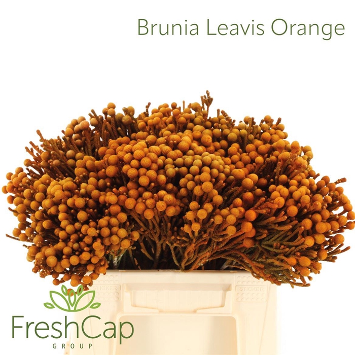 <h4>Brunia Leavis Orange</h4>