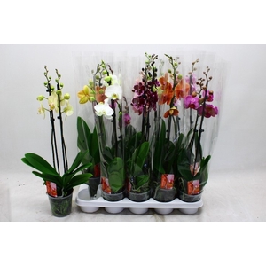 PHAL GEM 7 KL