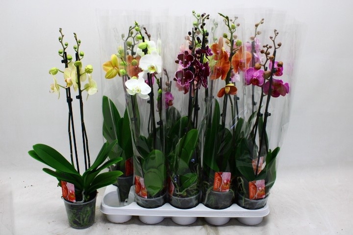 <h4>PHAL GEM 7 KL</h4>
