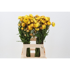 Helichrysum Yellow 70cm