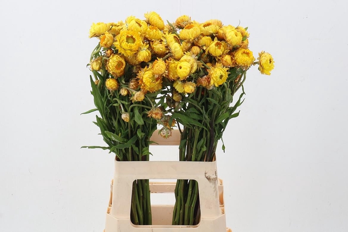 <h4>Helichrysum Yellow 70cm</h4>
