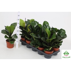 Ficus lyrata Bambino 12Ø 47cm 1pp