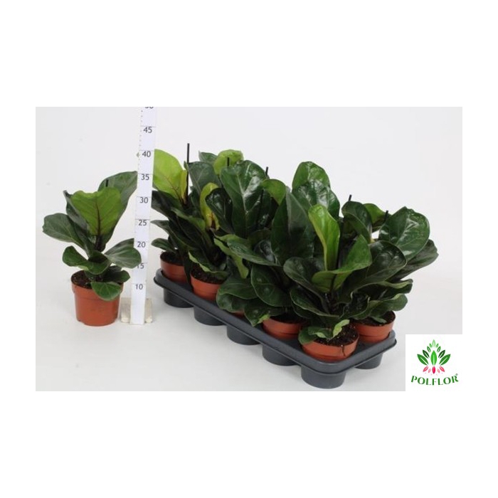 <h4>Ficus lyrata Bambino 12Ø 47cm 1pp</h4>