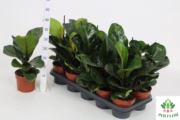 Ficus lyrata Bambino 12Ø 47cm 1pp