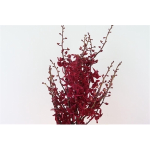 D Arachnis Top Red M