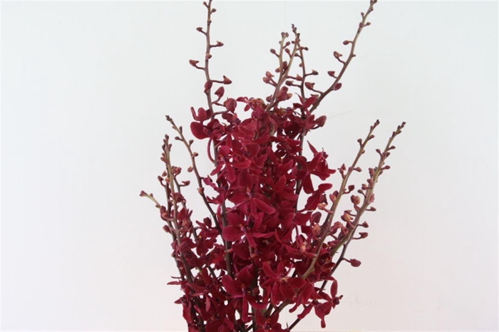 <h4>D Arachnis Top Red M</h4>