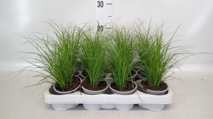 <h4>Carex brunnea</h4>