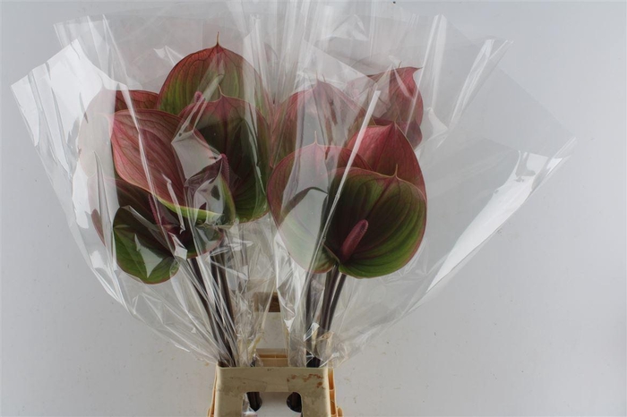 <h4>Anth A Peruzzi</h4>