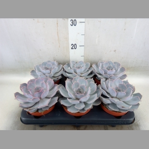 Echeveria lilacina