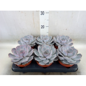 Echeveria lilacina