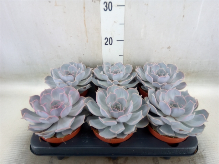 <h4>Echeveria lilacina</h4>
