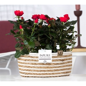 2x Rosa red in P&PURE Fieldbasket 7