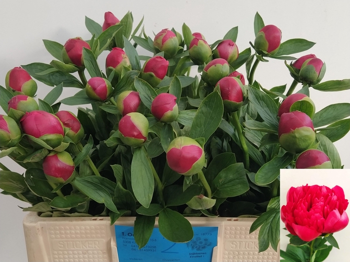 <h4>PAEO BELGRAVIA</h4>