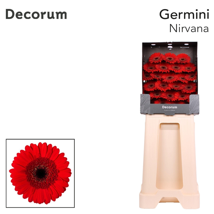 <h4>Germini Nirvana Diamond</h4>